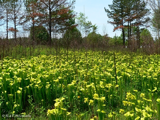 {Sarracenia oreophila}